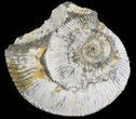 Wide Kosmoceras Ammonite - England #42634-1
